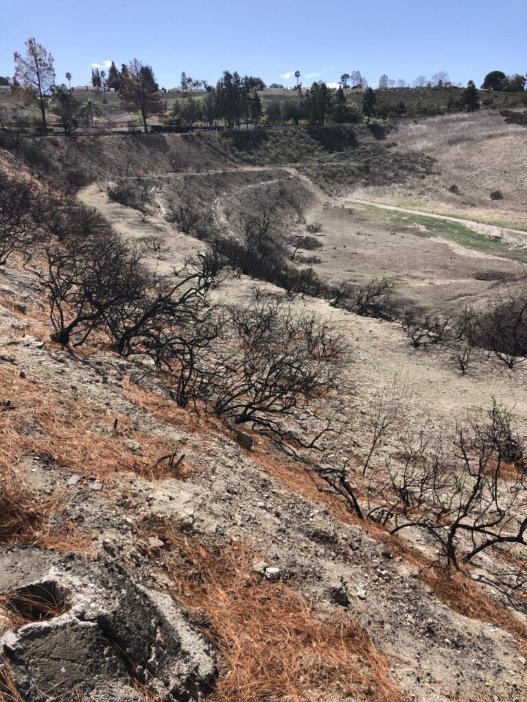 landscape after fire